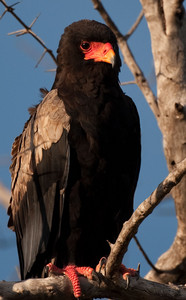 Bateleur