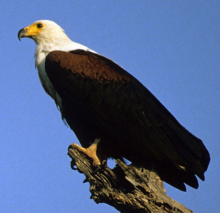 Fish Eagles