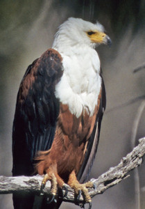 Fish Eagle