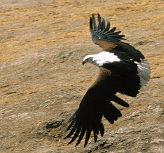 Fish Eagle-Subadult
