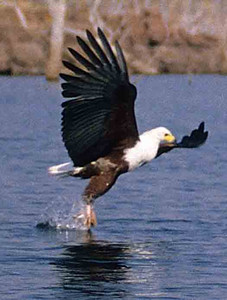 Fish Eagle-1st Image