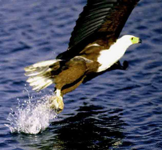 Fish Eagle - 2nd Image