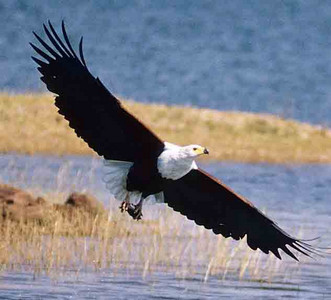Fish Eagle