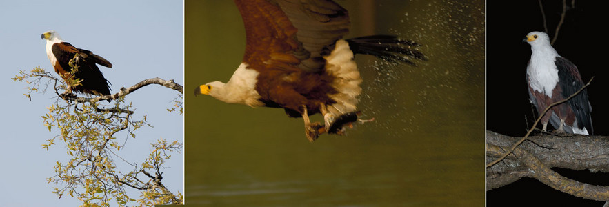 Fish Eagles-3 images