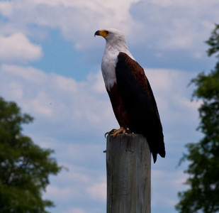Fish Eagle on Stump