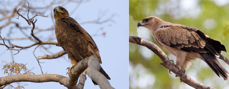 Steppe (L) & Tawny (R) Eagles-dbl im