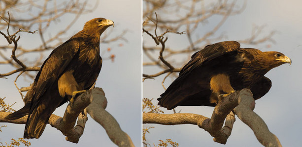 Steppe Eagle-dbl image: