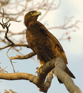 Steppe Eagle