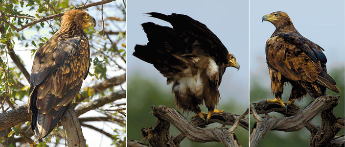Steppe Eagles-tryptich