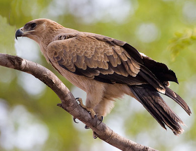 Tawn Eagle On Small Branch