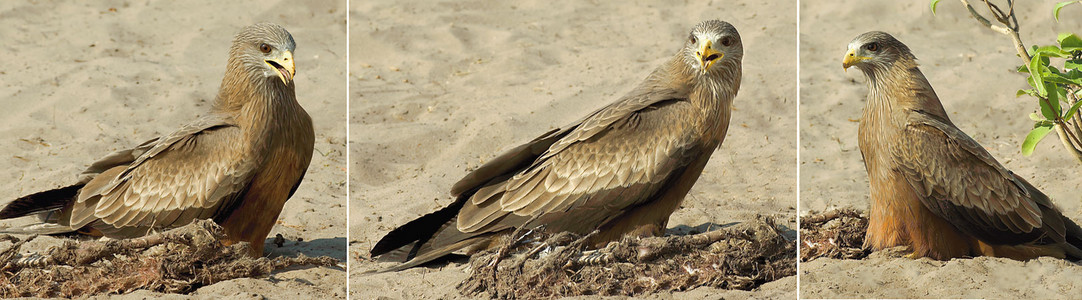 Tawny Eagle At Carrion