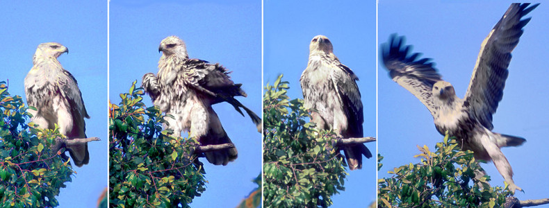 Tawny Eagles