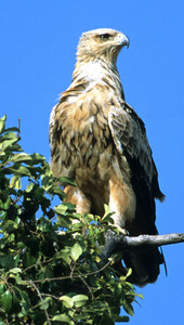 Tawny Eagle Cream Phase