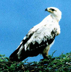 Tawny Eagle