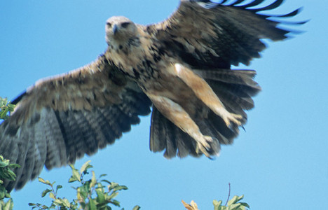Tawny Eagle