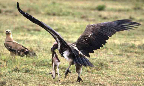 Tawny Eagle vs. Lappetfaced Vulture-1st image