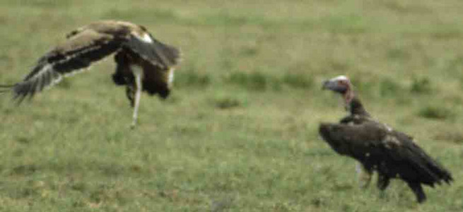 Tawny Eagle vs. Vulture