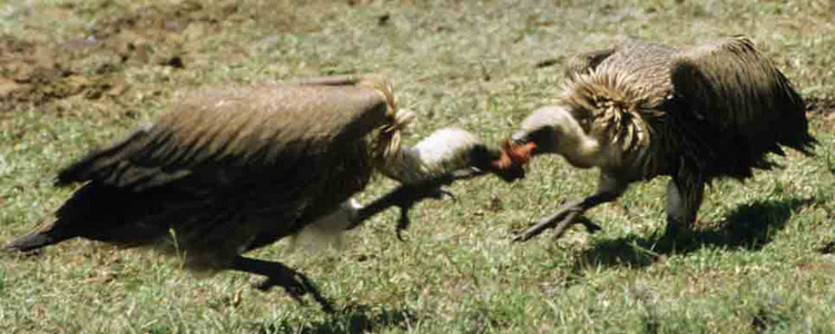 Tawny Eagle vs. Vulture