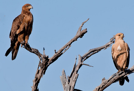 Tawny Eagle