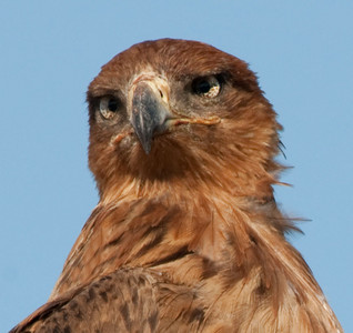 Tawny Eagle