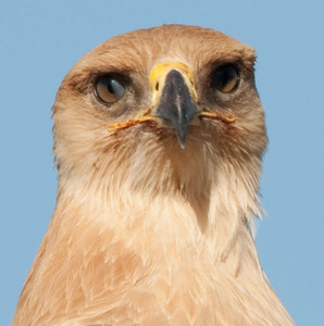 Tawny Eagle