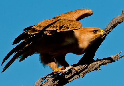 Tawny Eagle