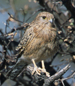 Greater Kestrel