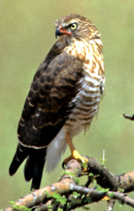 Greater Kestrel