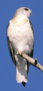 Blackshouldered Kite