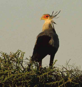 Secretary Bird-2n image