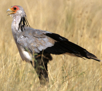 Secretary Bird-3rd image