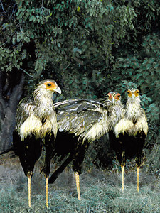 Secretary Birds (3)