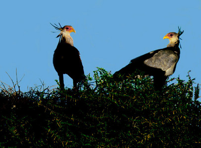 Secretarybird Pair