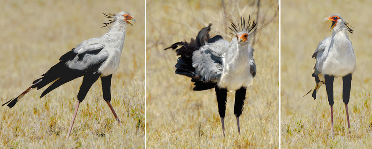 Secretary Bird