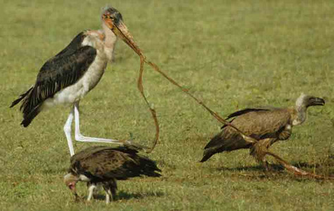 Hooded Vulture with Maribou Stork