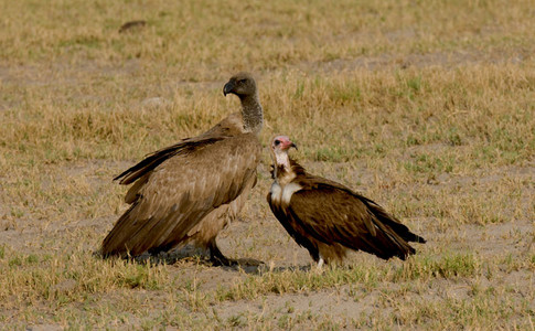 Hooded & Whitebacked Vultures together