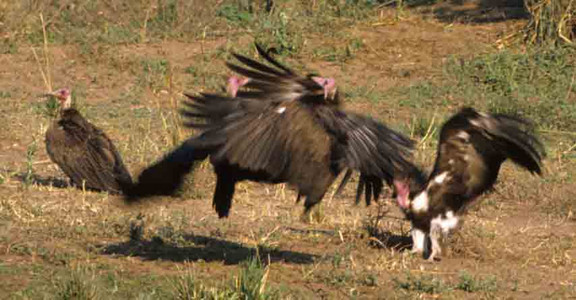 Hooded Vultures squabbling
