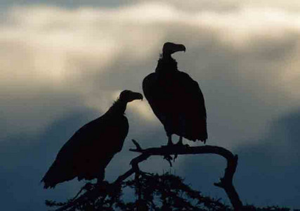 Lappet-Faced Vultures