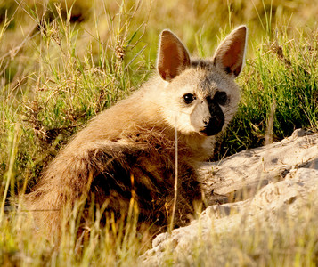 Aardwolf