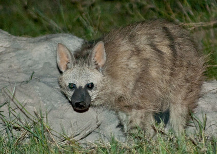 Aardwolf
