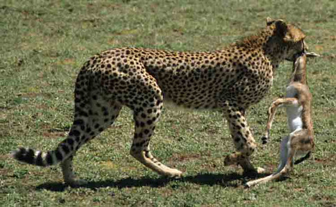 Cheetah