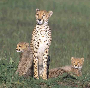Cheetah with 2 Young Cubs