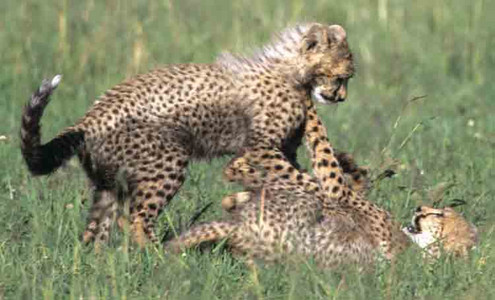 Cheetah Cubs