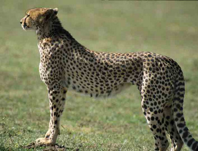 Cheetah