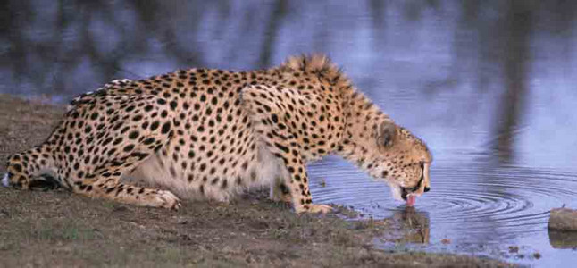 Cheetah drinking