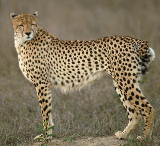 Cheetah