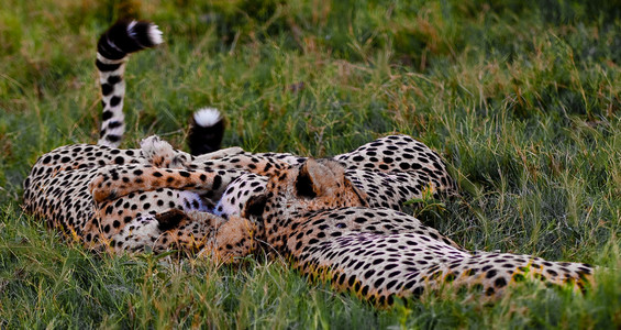 Cheetahs