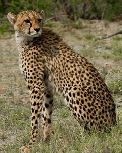 Cheetah
