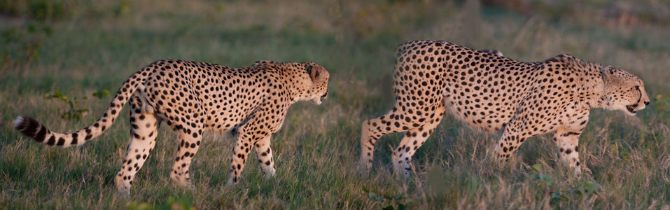Cheetah hunting