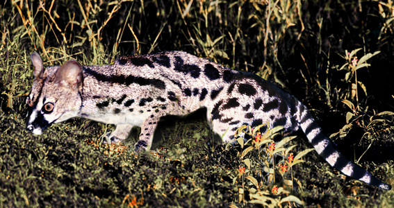 Large Spotted Genet